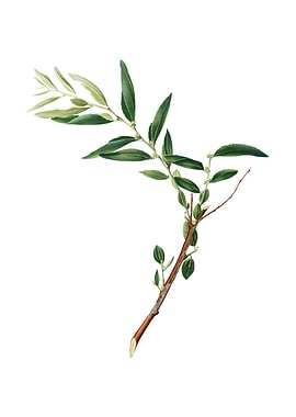 Vintage Jujube on White