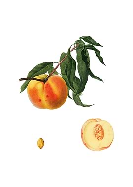 Vintage Peach on White