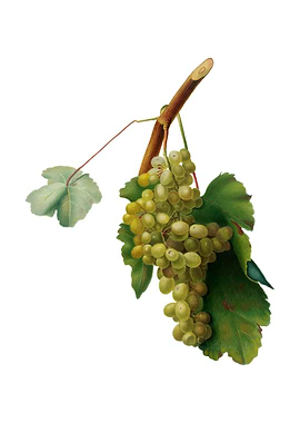 Vintage Grape Vine Fruit