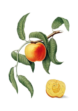 Vintage Peach on White