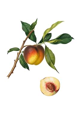 Vintage Peach on White