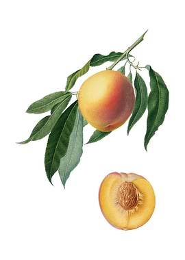 Vintage Peach on White