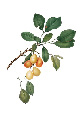 Vintage Cherry on White