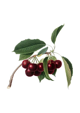 Vintage Cherry on White