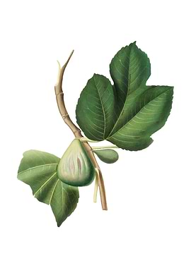 Vintage Fig Fruit on White