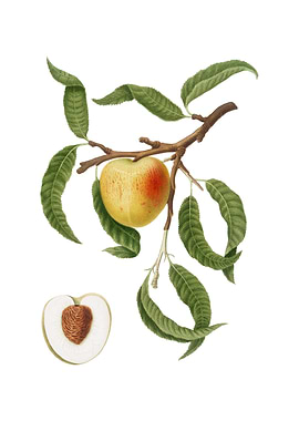 Vintage Peach on White