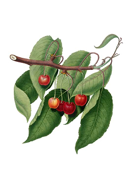 Vintage Cherry on White