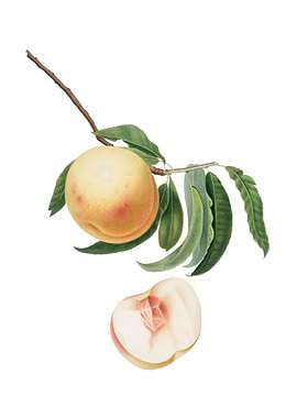 Vintage Duracina Peach