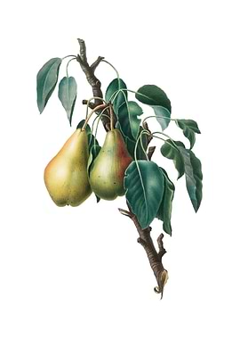 Vintage Lemon Pear Fruit