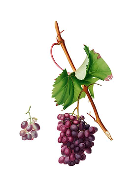 Vintage Grape Barbarossa