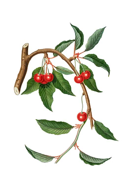 Vintage Cherry on White