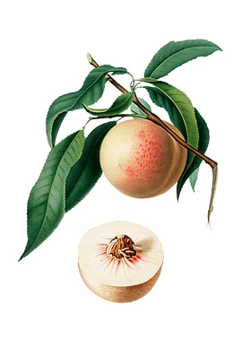 Vintage Peach on White