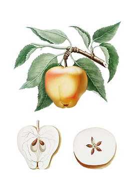 Vintage Carla Apple Fruit