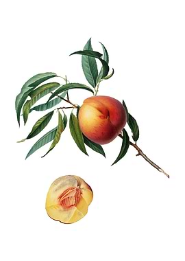 Vintage Peach on White