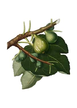 Vintage Fig Fruit on White
