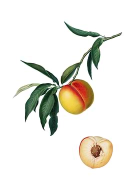 Vintage Peach on White