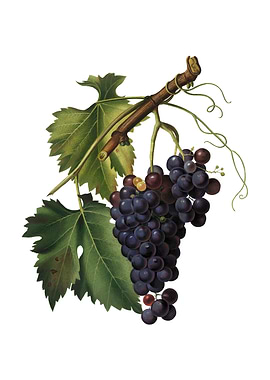 Vintage Black Grape Fruit