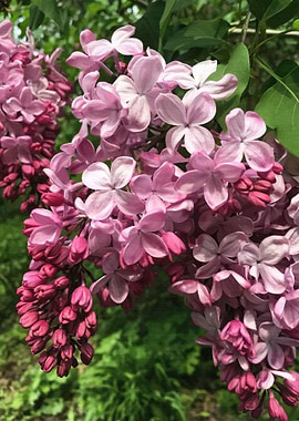 Lilacs