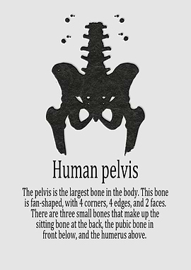 Human pelvis