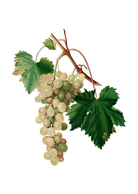 Vintage Muscat Grape Fruit