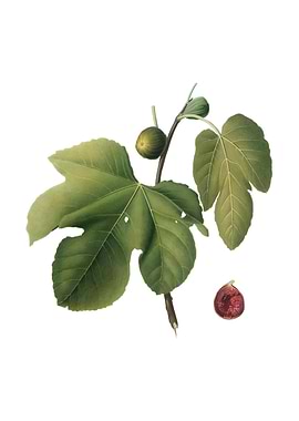 Vintage Briansole Figs