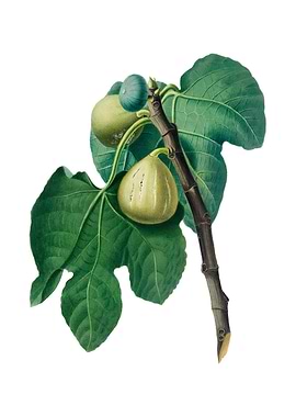 Vintage Fig Branch Fruit
