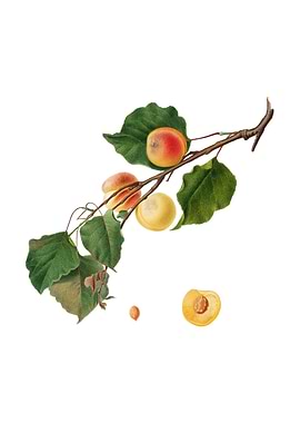 Vintage Peach on White