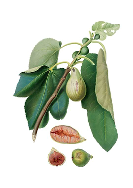 Vintage Monaco Fig Fruit