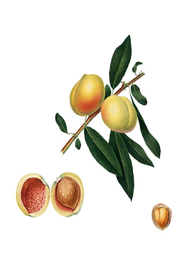 Vintage Peach on White