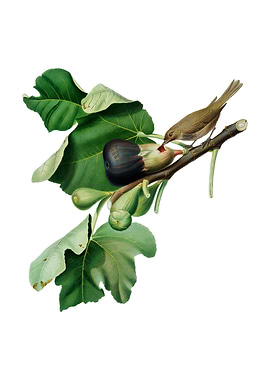 Fig Branch with Bird Fruit
