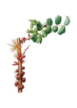 Vintage Carob Flower Fruit