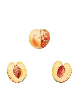 Vintage Nectarine on White