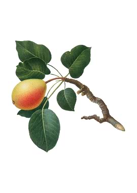 Vintage Pear on White