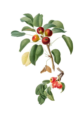 Vintage Musky Pear Fruit