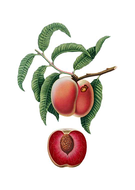 Vintage Carrot Peach Fruit