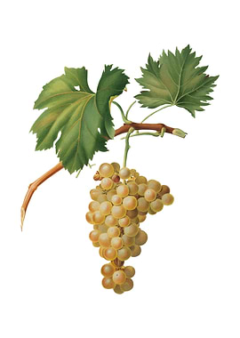 Vintage Grape Vine Fruit