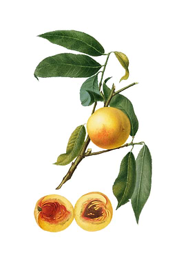 Vintage Peach on White