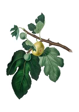 Vintage Fig Fruit on White
