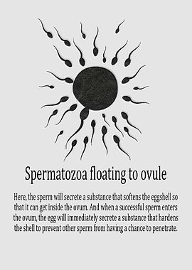 Spermatozoa float to ovule