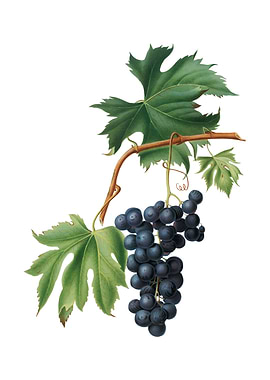 Vintage Brachetto Grape