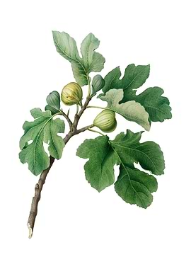 Vintage Fig Fruit on White
