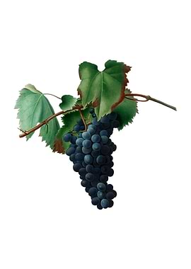 Vintage Grape Vine Fruit