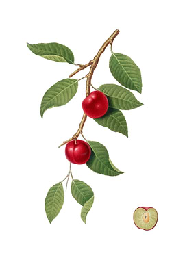 Vintage Cherry Plum Fruit