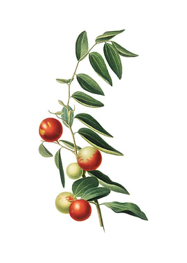 Vintage Chinese Jujube