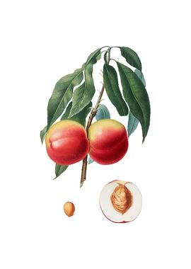 Vintage Peach on White