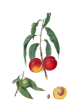 Vintage Walnut Peach Fruit