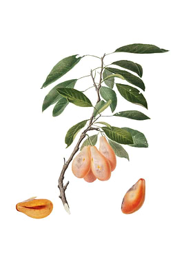 Vintage Plum on White