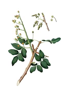 Vintage Pistachio on White