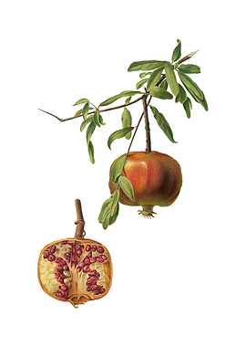 Vintage Pomegranate Fruit