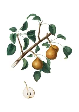 Vintage Seckel Pear Fruit